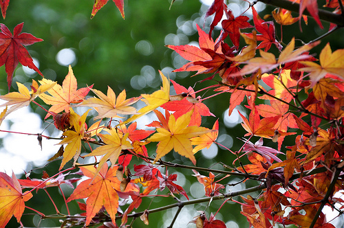 Momiji